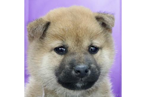 成約済の愛知県の柴犬-372904の2枚目